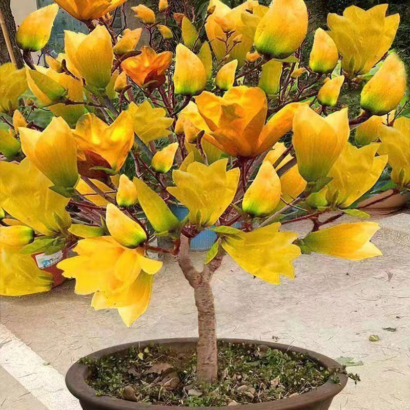 新品玉兰花树苗四季开花嫁接苗红黄白紫玉兰树苗盆栽地栽苗
