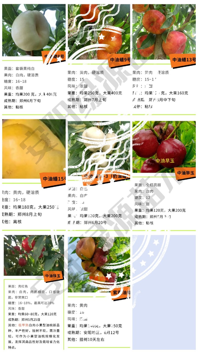 中油金星6月早熟油桃苗小果高糖另毛桃苗蟠桃苗血桃苗