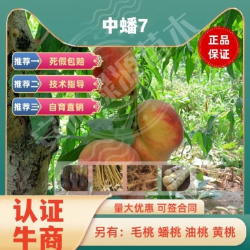 中蟠7七月早熟大果蟠桃苗糖度甜度极高另有红桃毛桃苗黄桃苗