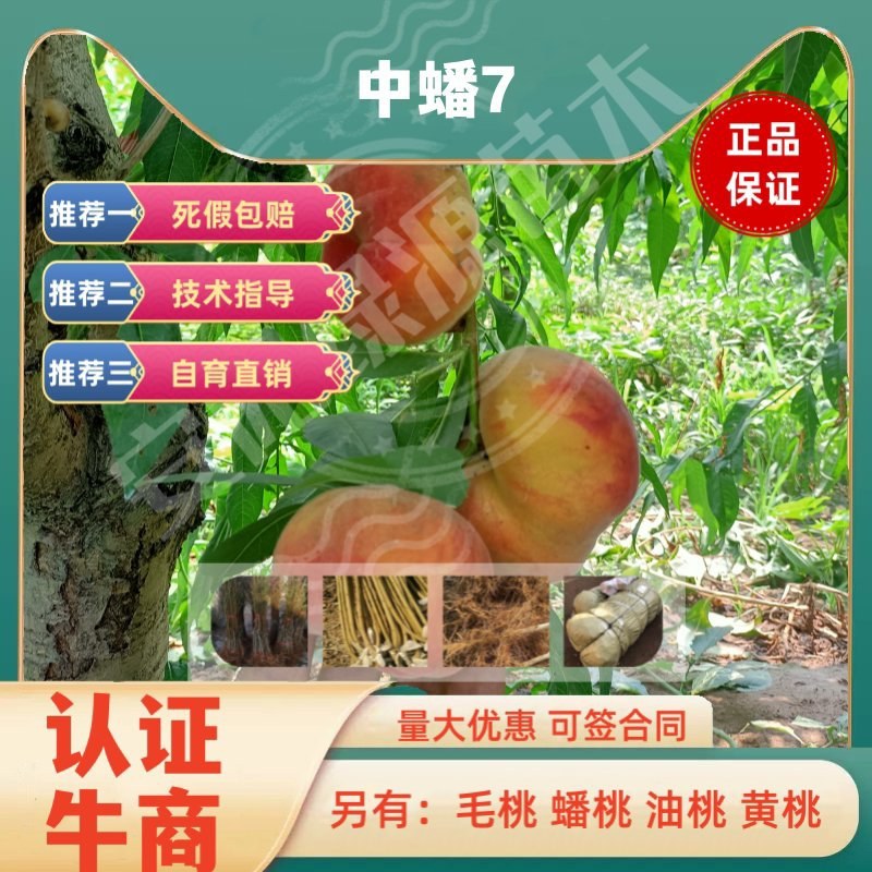 中蟠7七月早熟大果蟠桃苗糖度甜度极高另有红桃毛桃苗黄桃苗