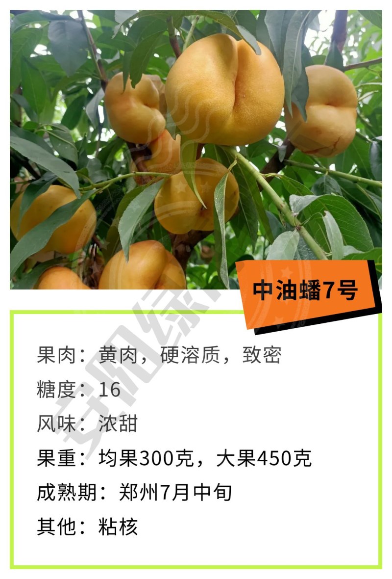 中蟠7七月早熟大果蟠桃苗糖度甜度极高另有红桃毛桃苗黄桃苗