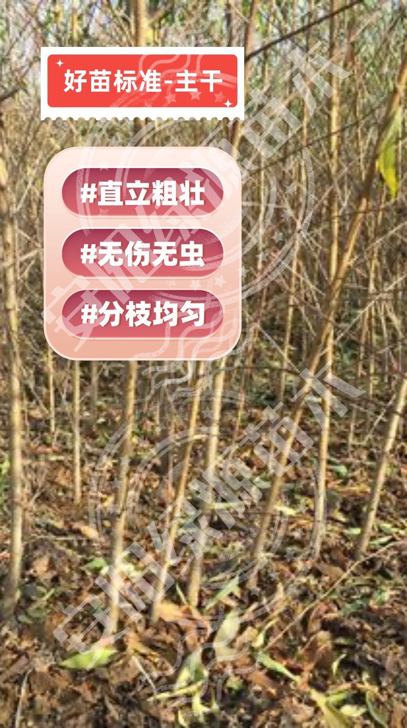 中蟠7七月早熟大果蟠桃苗糖度甜度极高另有红桃毛桃苗黄桃苗