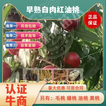 早熟白肉红油桃6月油桃苗中小果硬溶质脆甜另有毛桃苗蟠桃苗