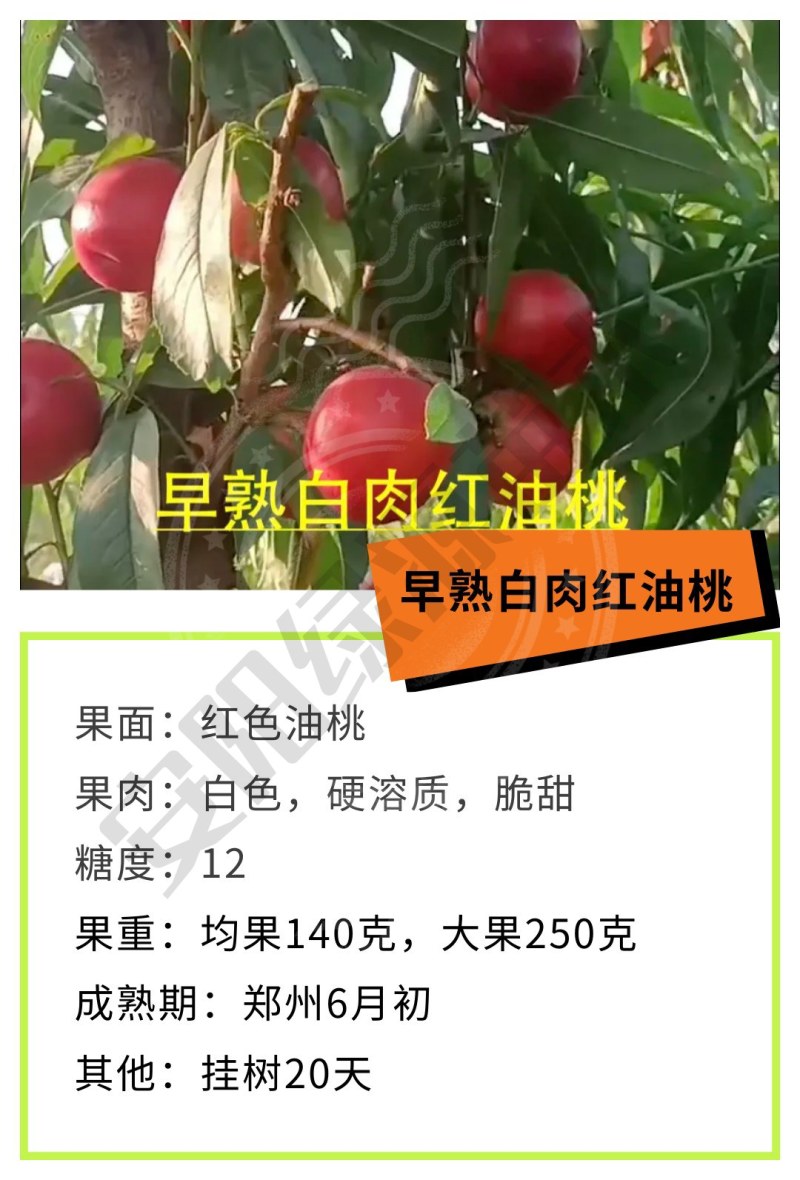 早熟白肉红油桃6月油桃苗中小果硬溶质脆甜另有毛桃苗蟠桃苗
