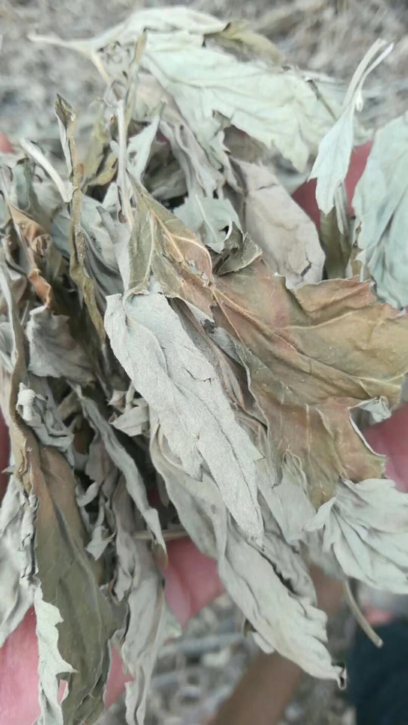 艾草根，艾草根，纯度高，包回收量大从优欢迎来电咨询