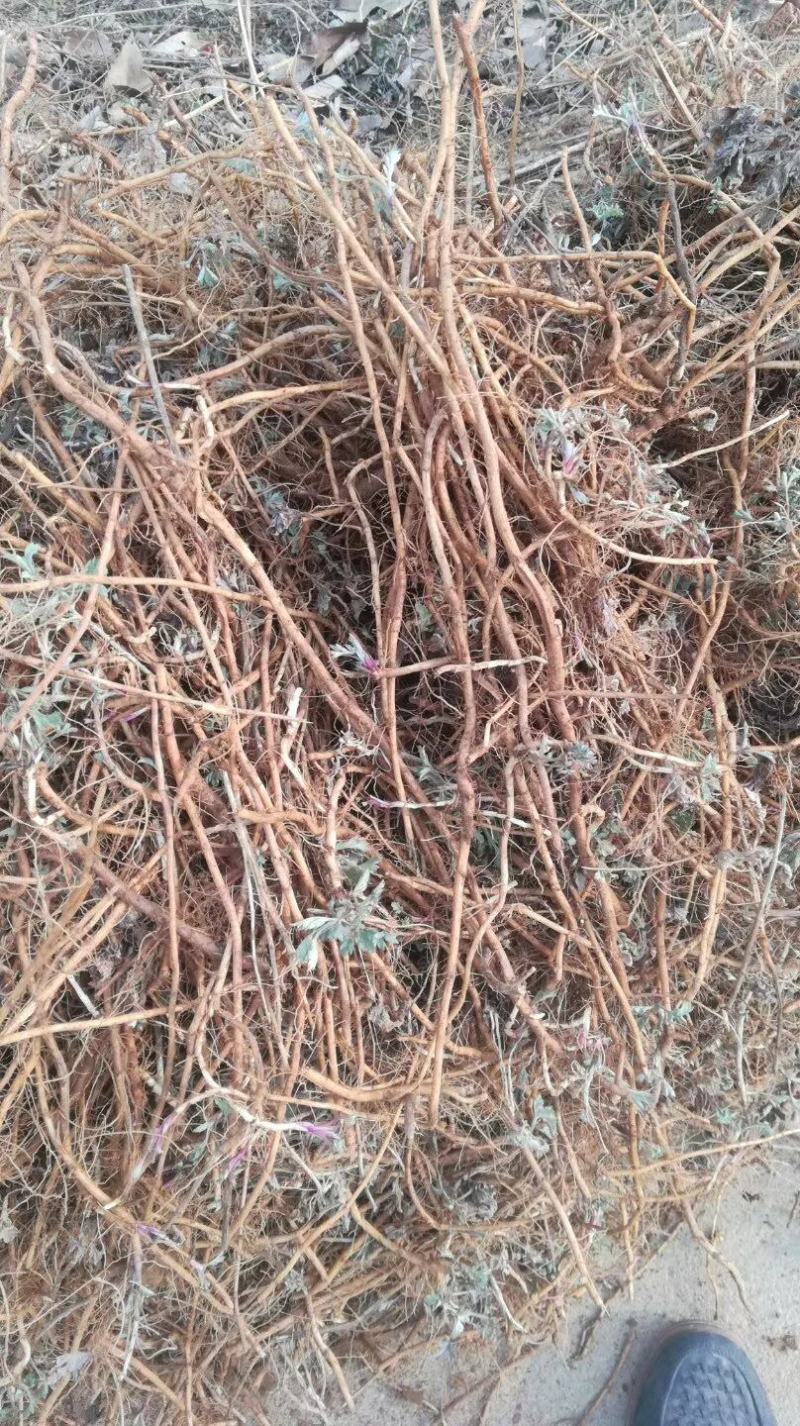 艾草根，艾草根，纯度高，包回收量大从优欢迎来电咨询