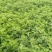 艾草根，艾草根，纯度高，包回收量大从优欢迎来电咨询