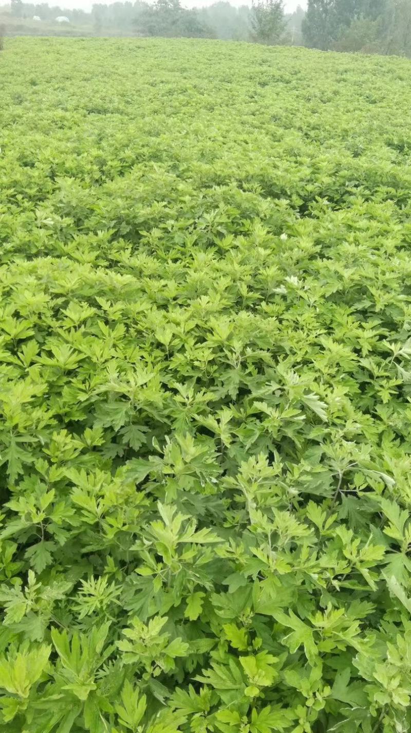 艾草根，艾草根，纯度高，包回收量大从优欢迎来电咨询