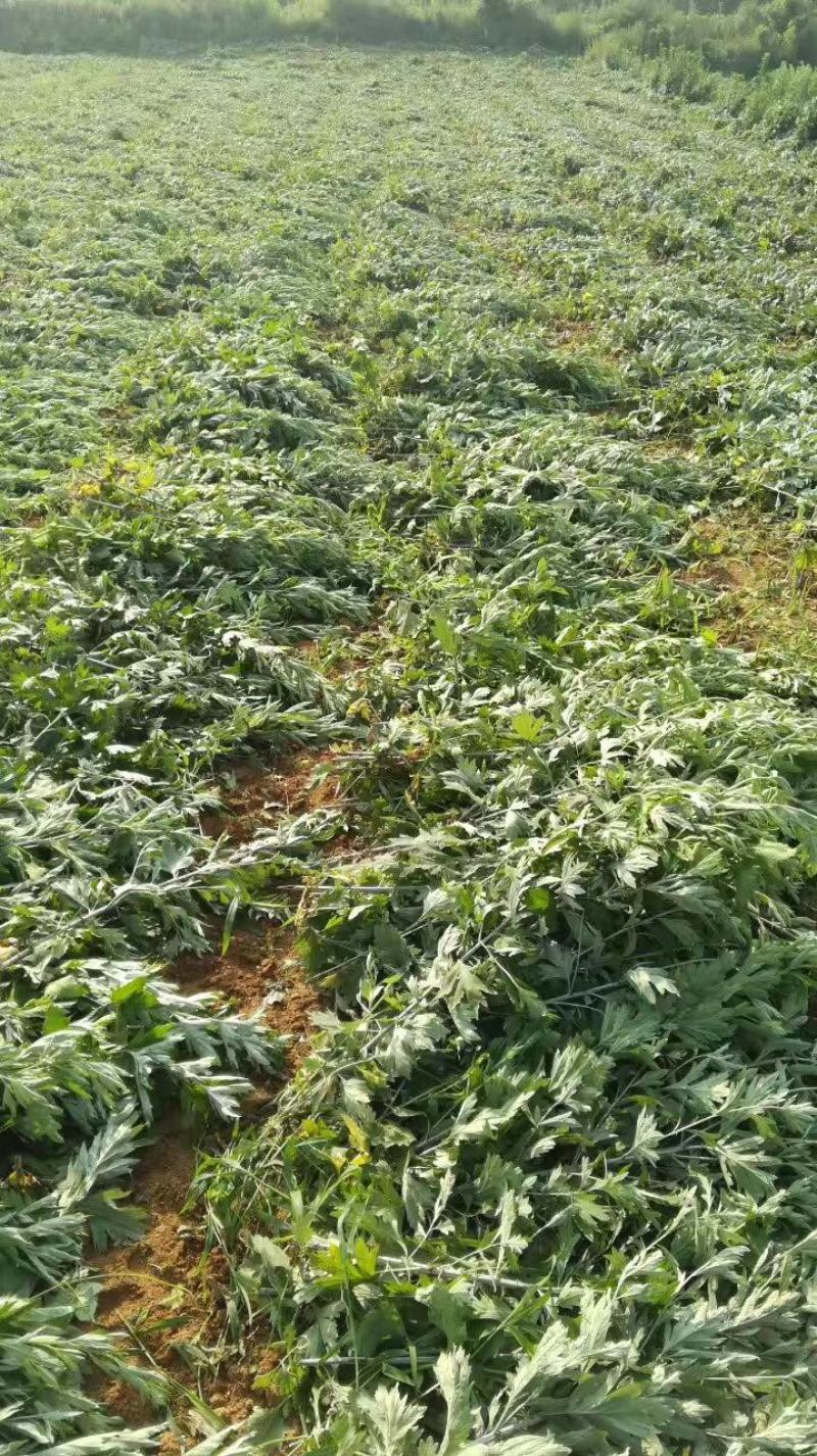 艾草根，艾草根，纯度高，包回收量大从优欢迎来电咨询