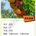 紫霞6月早熟油蟠桃苗中小果高糖浓甜另有黄桃毛桃苗黄金蜜苗
