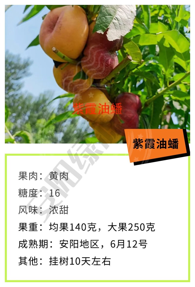 紫霞6月早熟油蟠桃苗中小果高糖浓甜另有黄桃毛桃苗黄金蜜苗