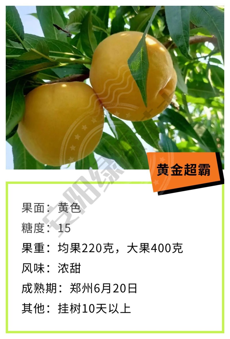 黄金超霸6月早熟黄桃苗中大果高糖15浓甜另有油桃苗蟠桃苗
