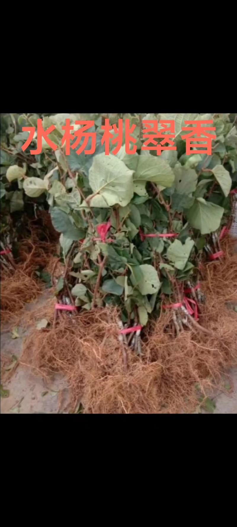 水杨桃翠香成品大苗