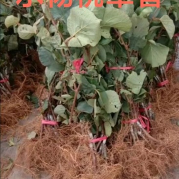 水杨桃翠香成品大苗