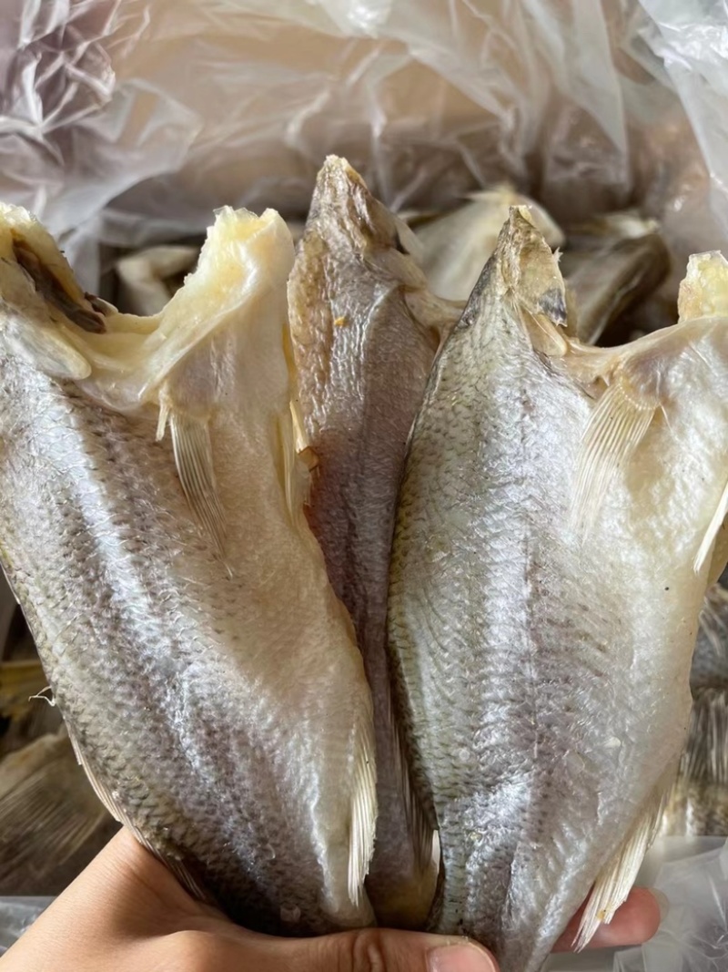 鲈鱼干展会地摊淡水鲈鱼干深海鲈鱼干卢肉大号加洲特大鲈鱼干