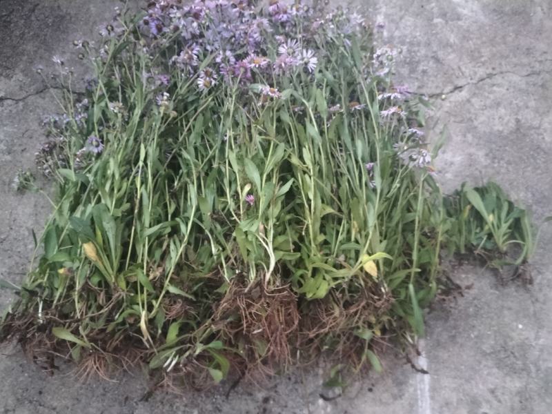 蒲公英，灯盏花