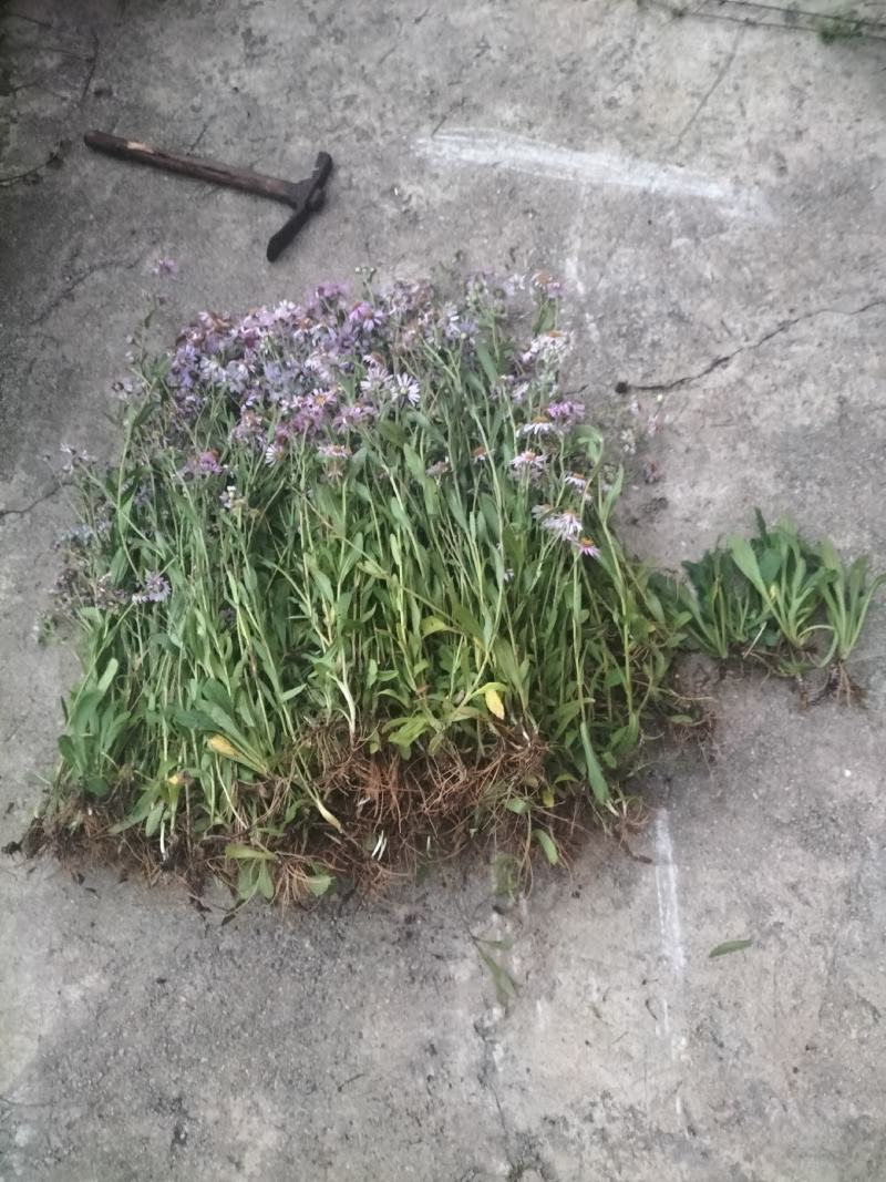 蒲公英，灯盏花