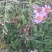 蒲公英，灯盏花