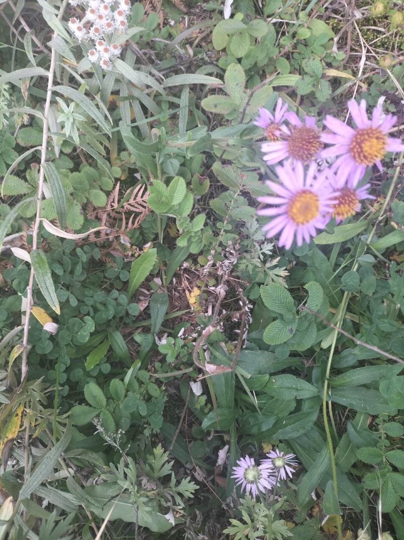 蒲公英，灯盏花