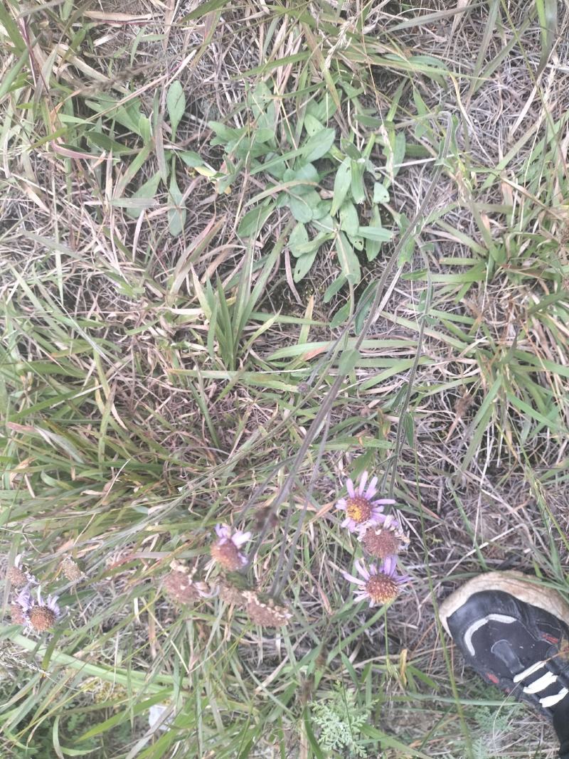 蒲公英，灯盏花