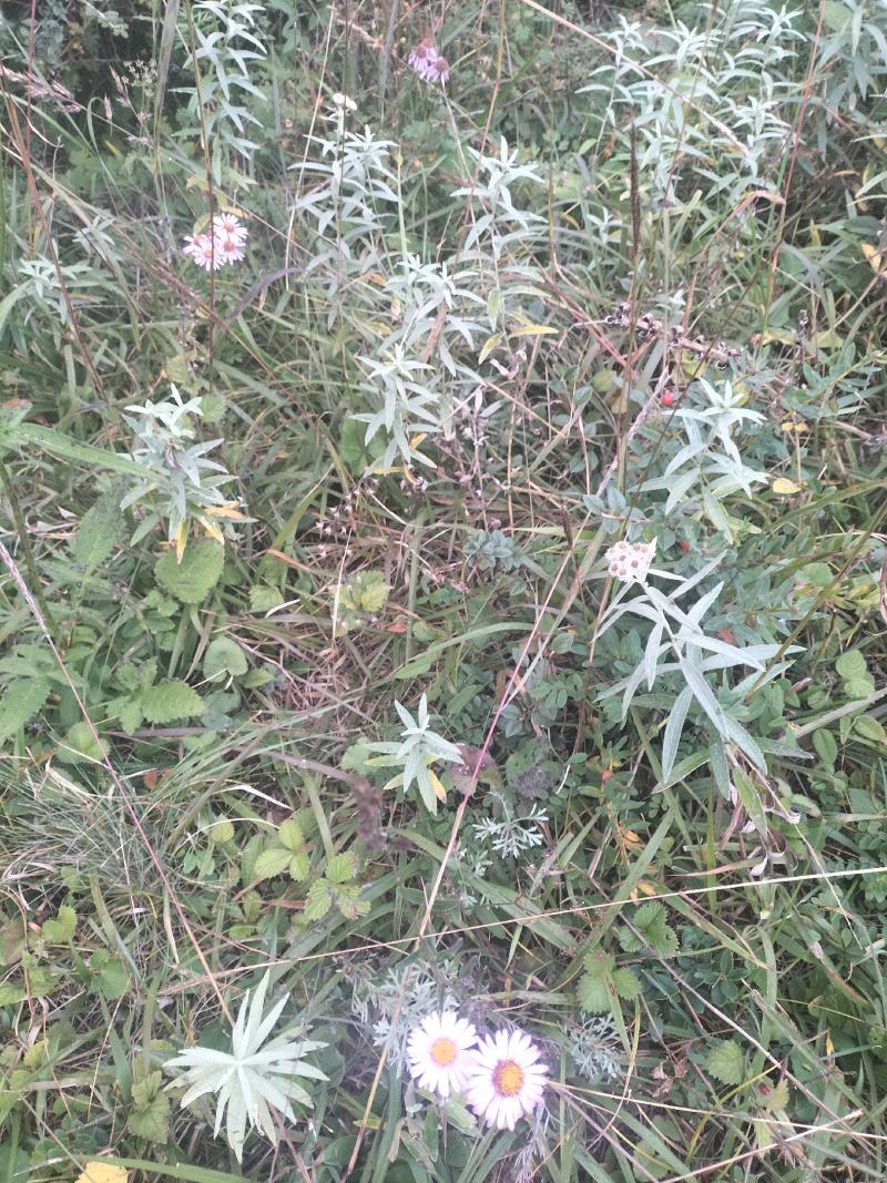 蒲公英，灯盏花