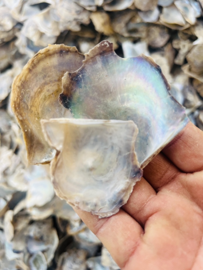 北海水洗珍珠母中药材