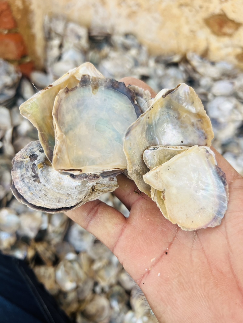 北海水洗珍珠母中药材