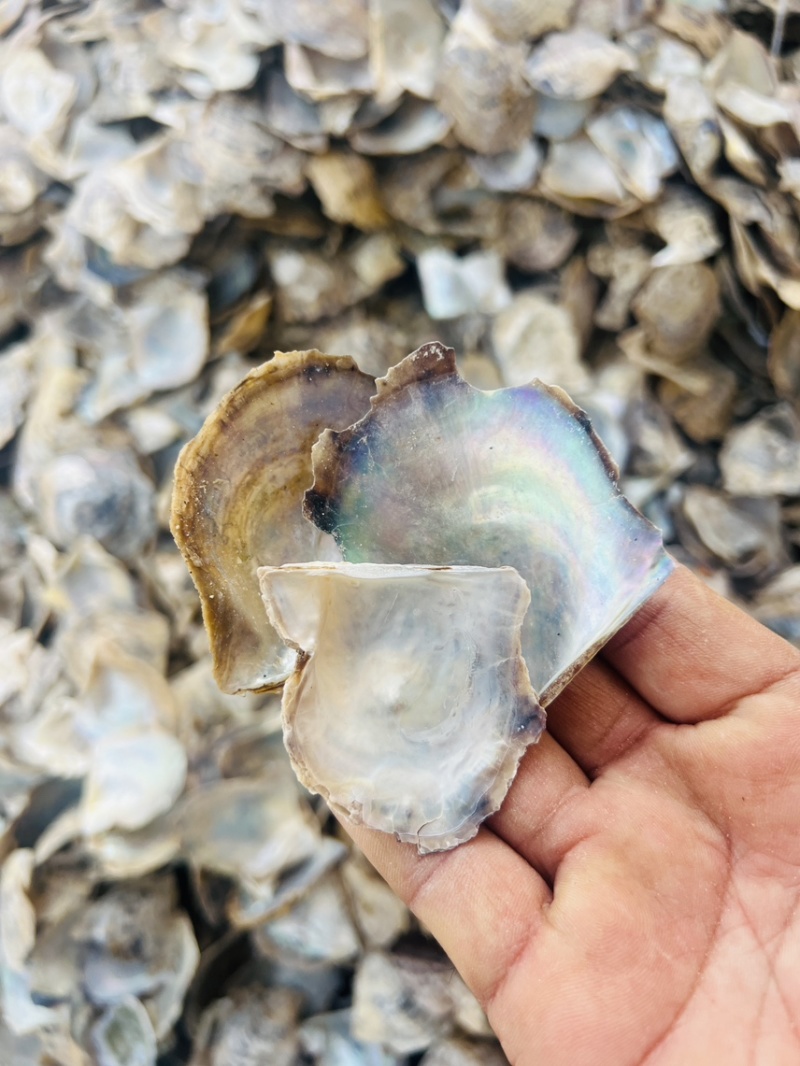 北海水洗珍珠母中药材