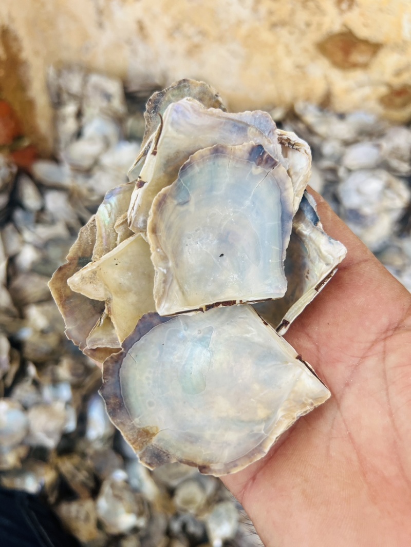 北海水洗珍珠母中药材