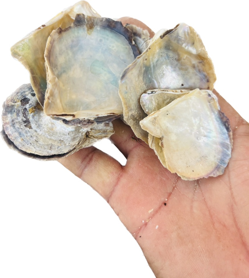 北海水洗珍珠母中药材