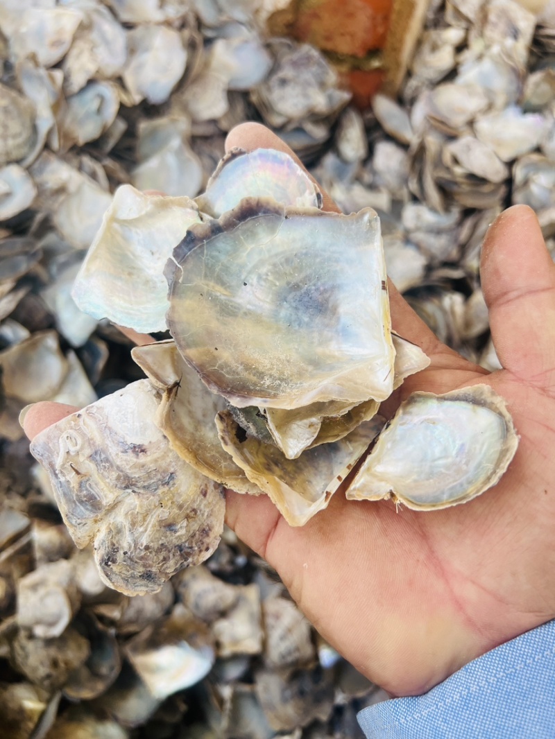 北海水洗珍珠母中药材