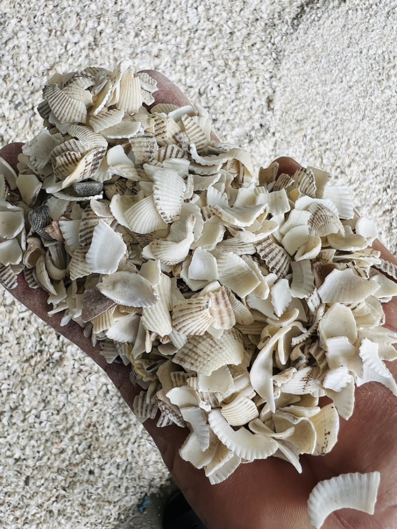 广西北海瓦楞子壳颗粒中药材