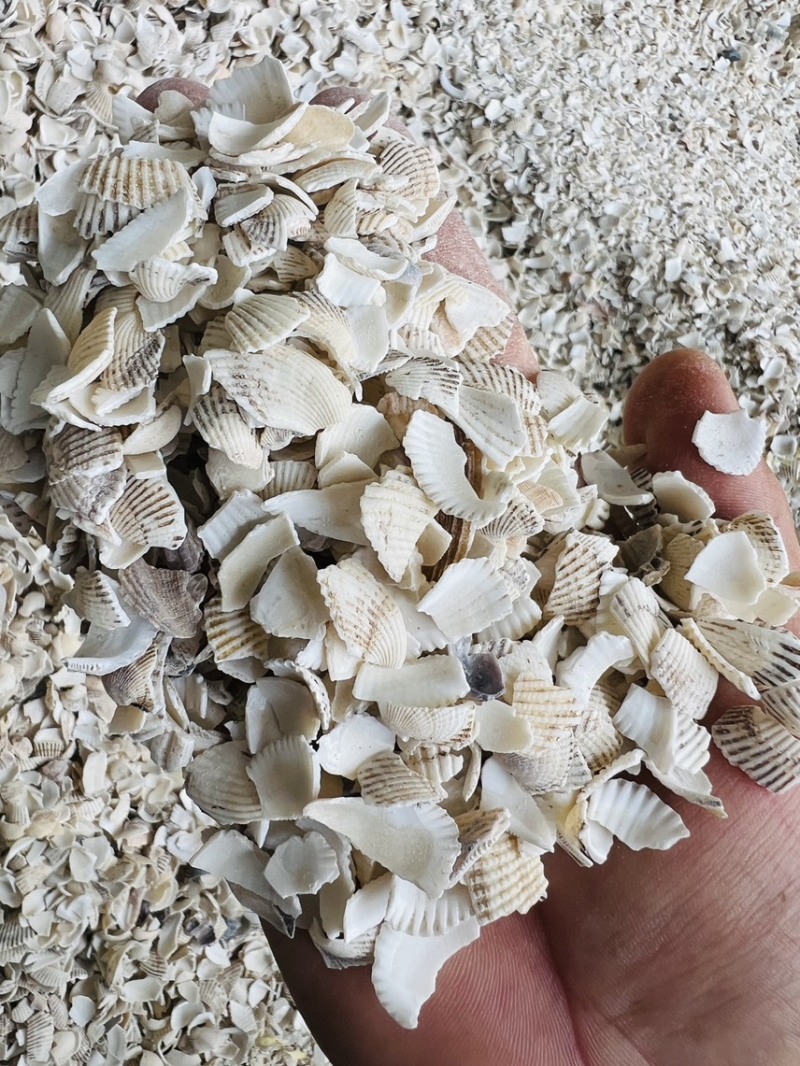 广西北海瓦楞子壳颗粒中药材