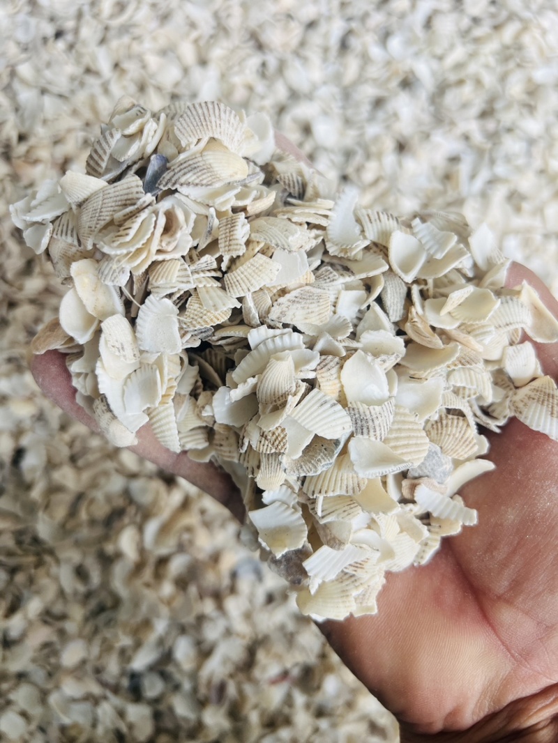 广西北海瓦楞子壳颗粒中药材