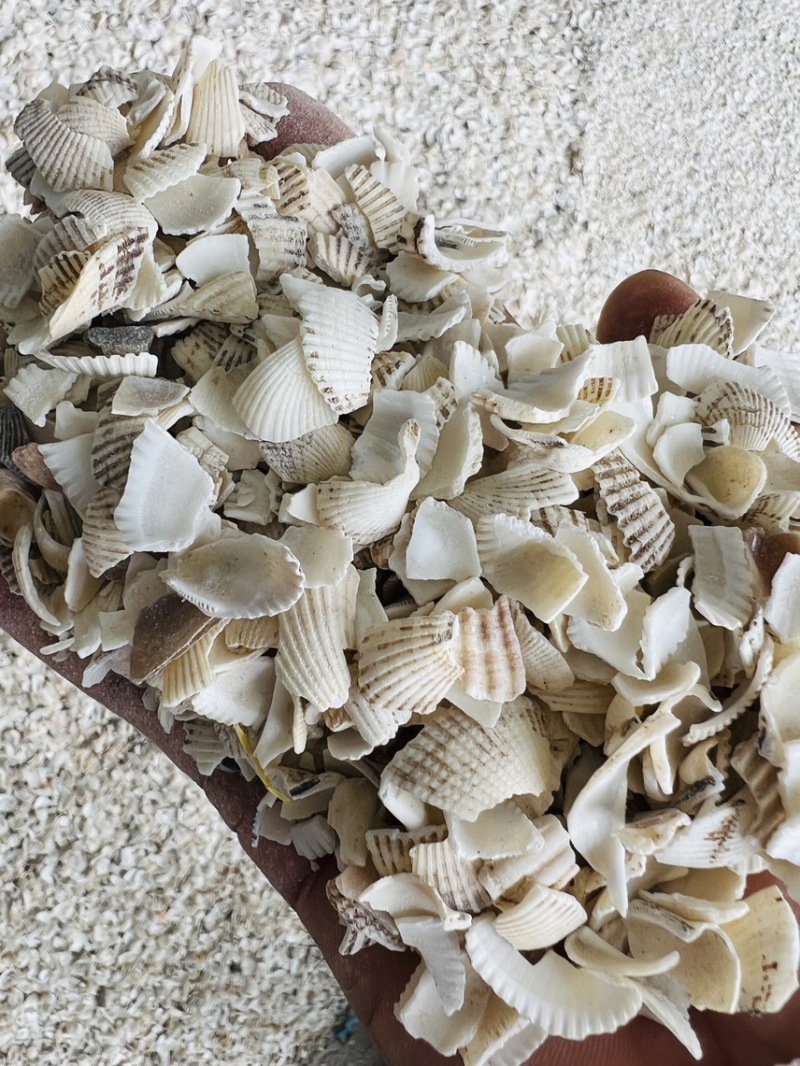 广西北海瓦楞子壳颗粒中药材