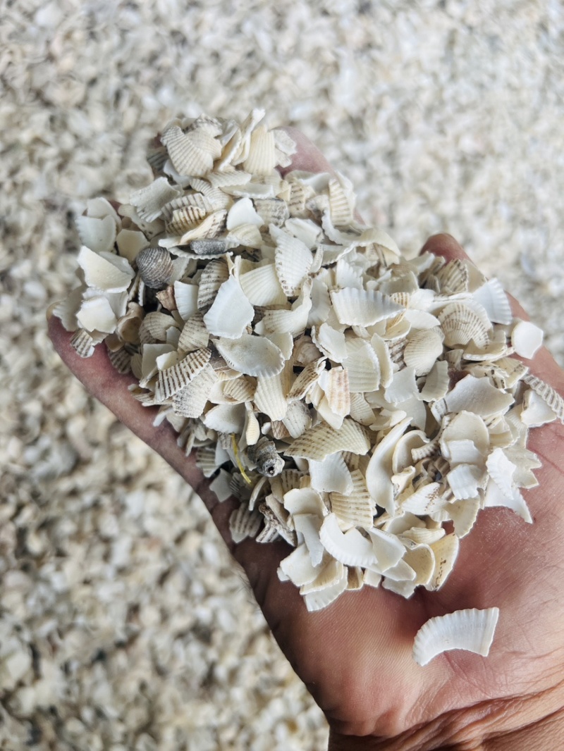 广西北海瓦楞子壳颗粒中药材