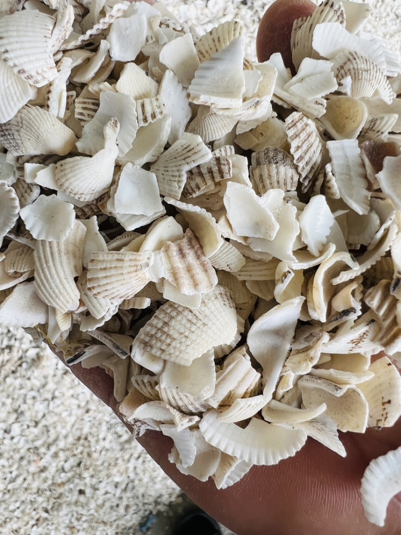 广西北海瓦楞子壳颗粒中药材