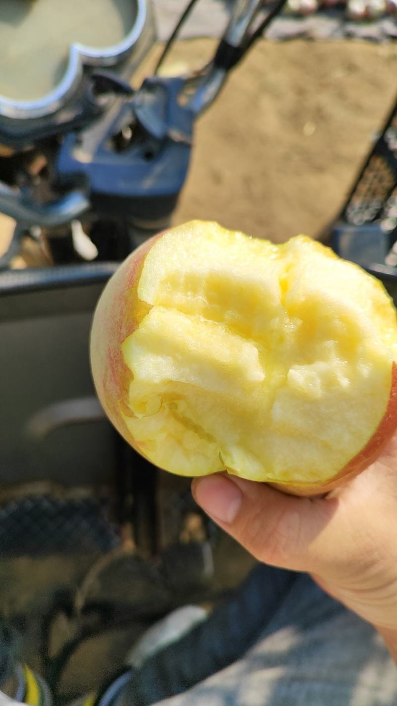 红富士苹果75mm以上膜袋