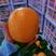 橙子优质纽荷尔脐橙大量有货一手货源充足量大从优