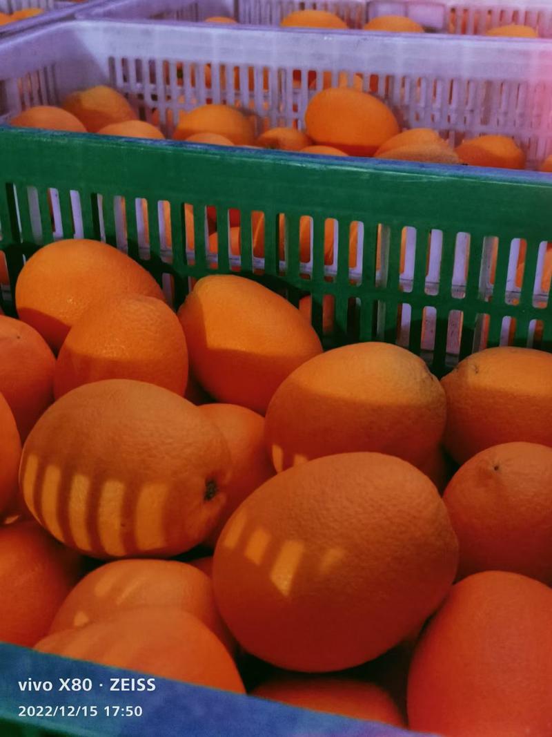 橙子优质纽荷尔脐橙大量有货一手货源充足量大从优