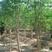 野生辣木籽新采收辣木种子食用精选、种子种植绿化林木