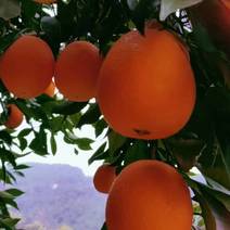 [热卖]纽荷尔脐橙九月红果冻橙，产地直发全国发货