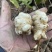 洋姜新鲜洋姜鬼子姜菊芋