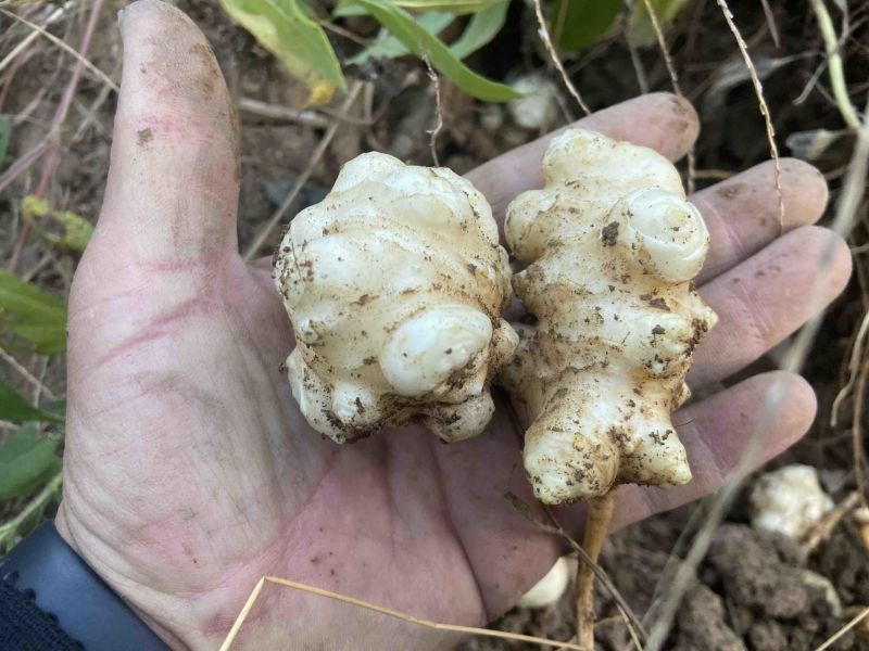 洋姜新鲜洋姜鬼子姜菊芋