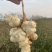 洋姜新鲜洋姜鬼子姜菊芋