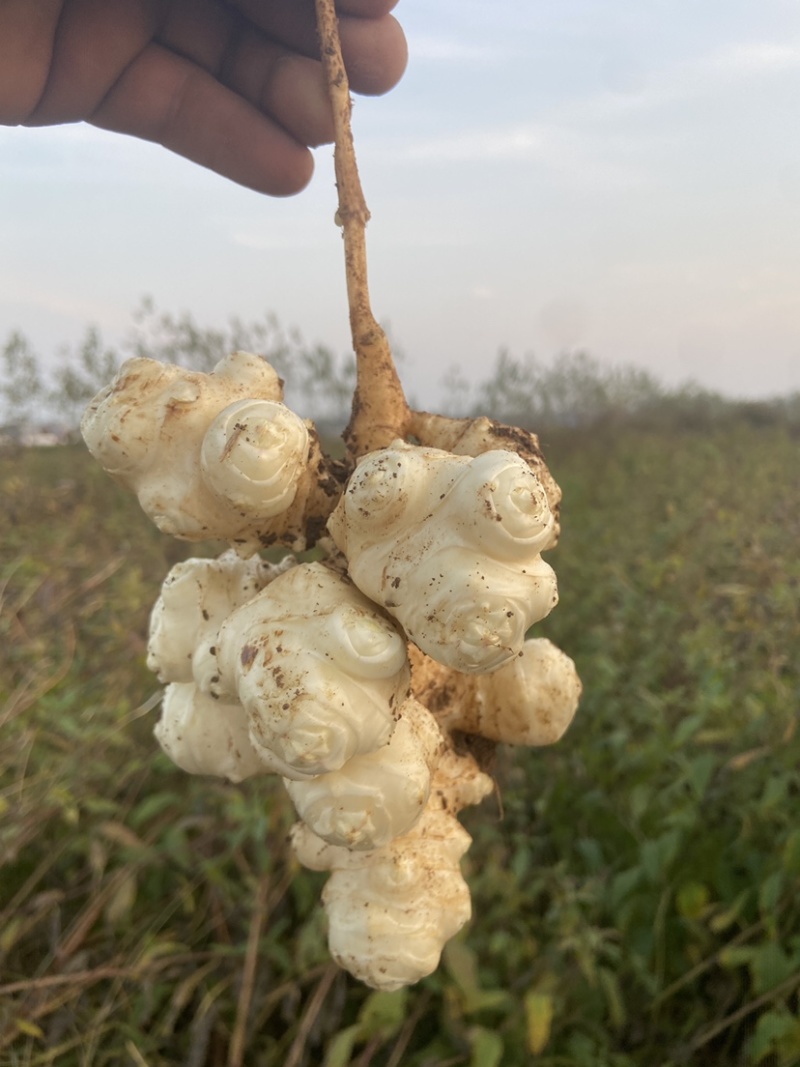 洋姜新鲜洋姜鬼子姜菊芋