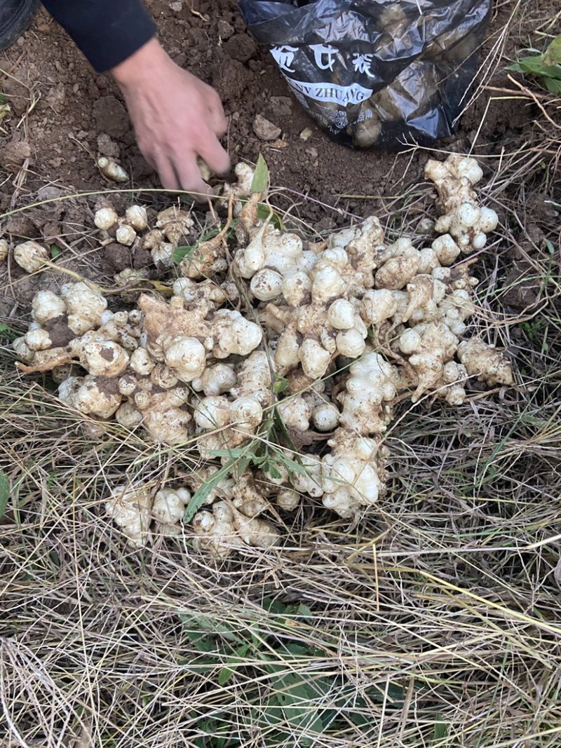 洋姜新鲜洋姜鬼子姜菊芋