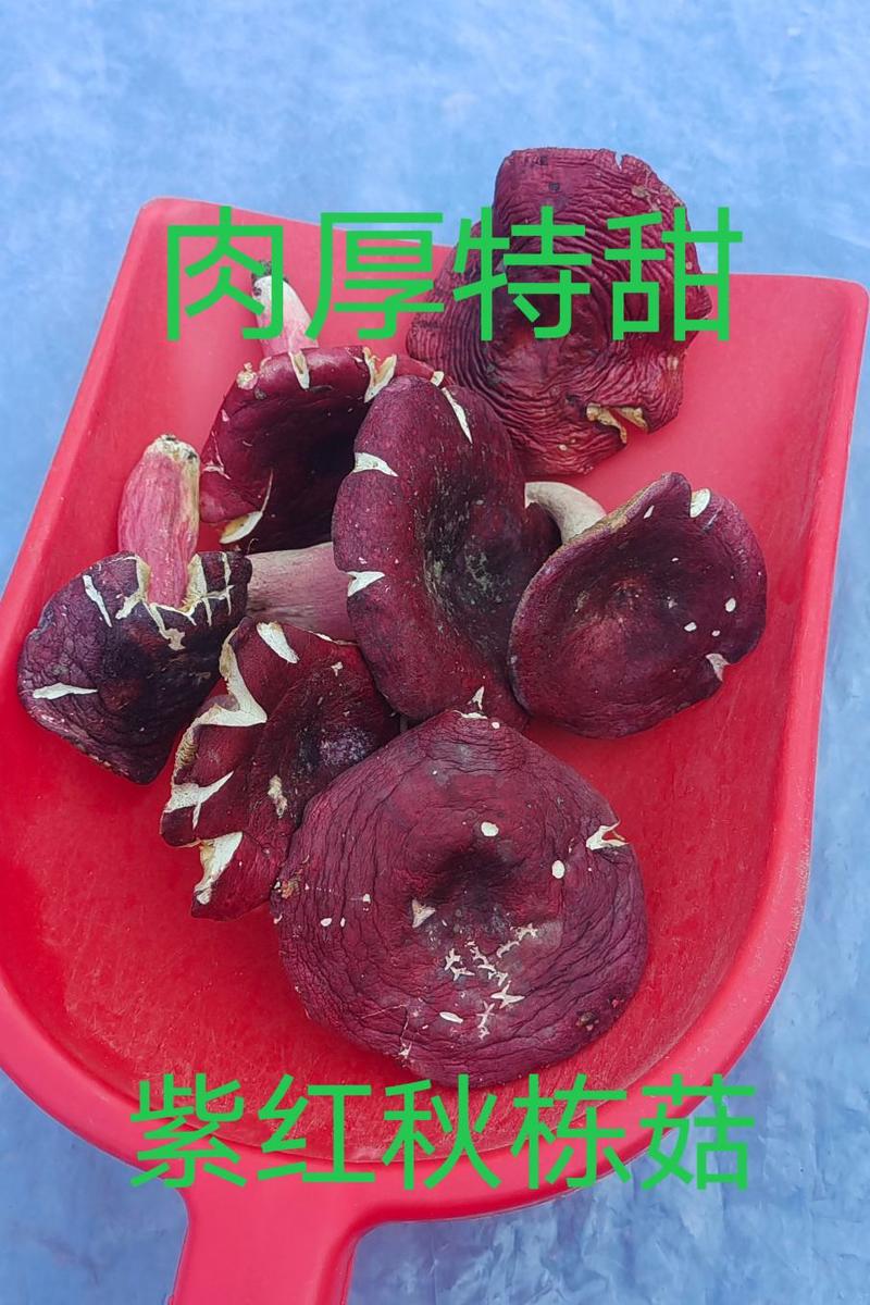 正宗野生紫红菇秋栋菇肉厚特甜月子餐主要食材新鲜滋补紫红菇