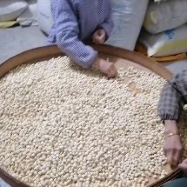 新鲜通芯干白莲子全国发货
