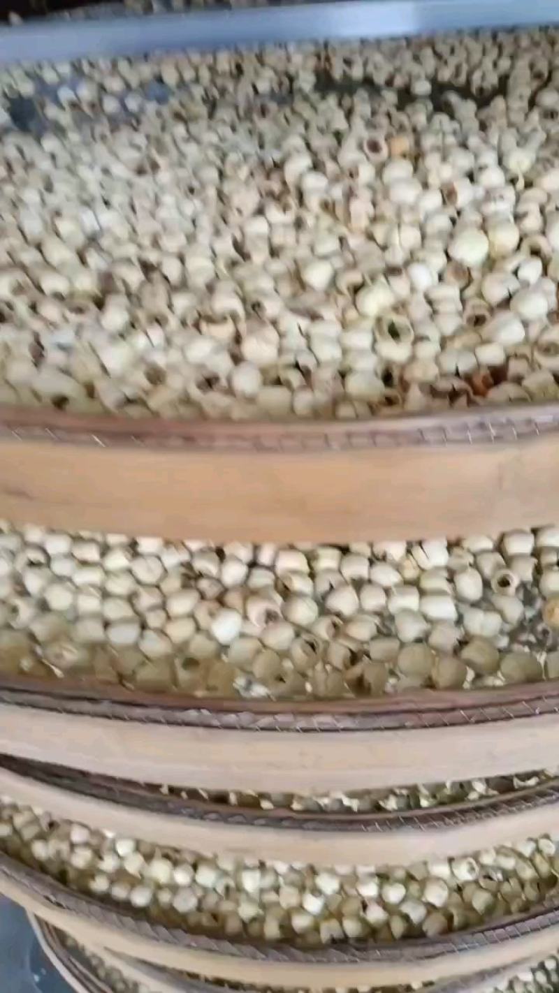 鲜莲子#通芯鲜莲子预订中